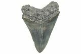 Serrated, Fossil Megalodon Tooth - South Carolina #288196-1